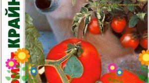 Томат Крайний север. Краткий обзор, описание характеристик solanum lycopersicum Krajnij sever
