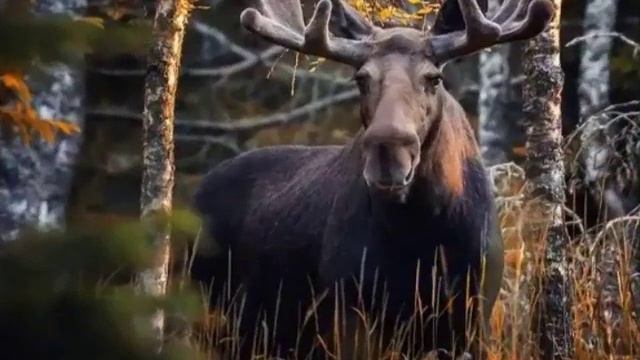 Дикие животные. Под трек " Я живой" смотреть онлайн