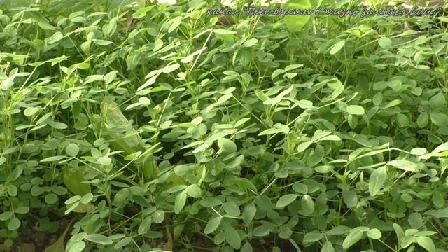 Что нужно сделать в октябре в саду  огороде смотреть онлайн