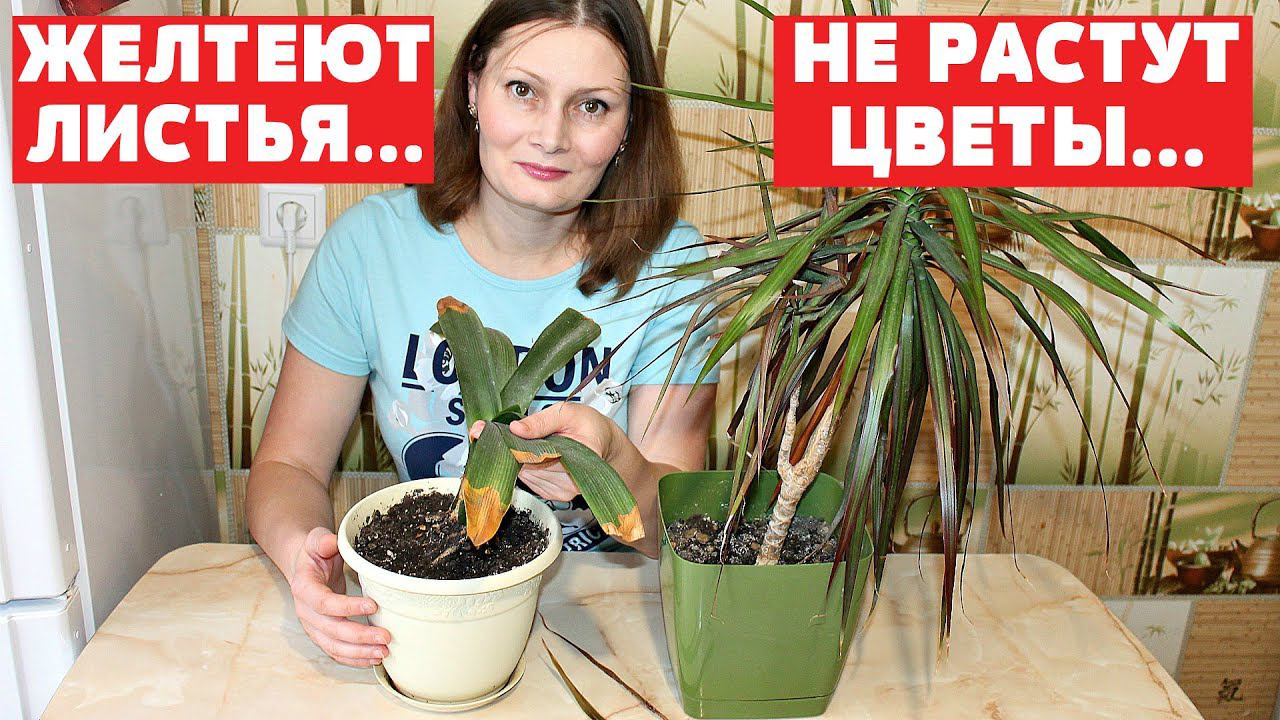 Сохнут кончики листьев КАК "РЕАНИМИРОВАТЬ" комнатные цветы