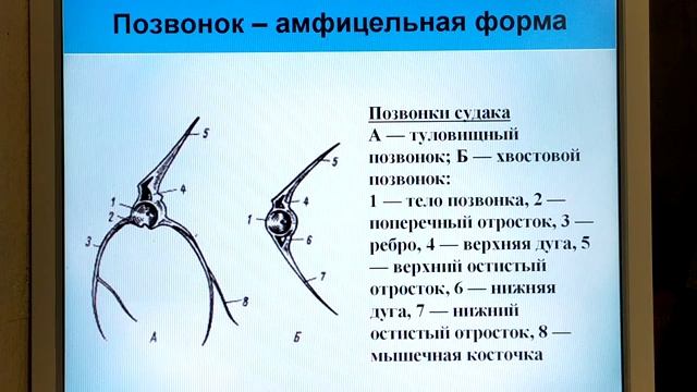 Скелет костных рыб. Часть 1 смотреть онлайн