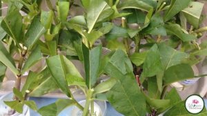 РАЗМНОЖАЕМ ФЛОКСЫ ЧЕРЕНКОВАНИЕМ