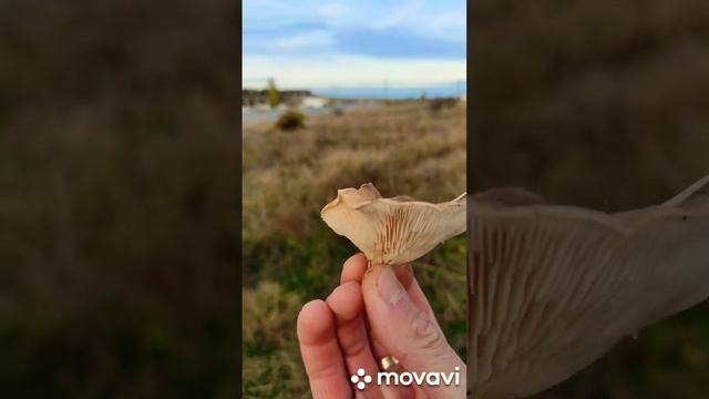 Однобочка (вешанка степная) смотреть онлайн