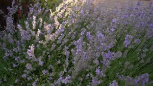 Обзор очень красивого двадцатилетнего малоуходного сада | Идеи ландшафтного дизайна для новичков