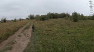 Тренировка поиска по кровяному следу и анонсированию