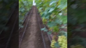 Виноград в теплице,результат опыления.