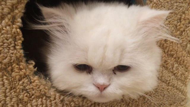 Кошачий домик своими руками 2 смотреть онлайн