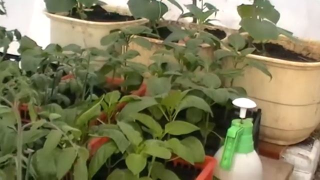 Лампы и рассада в теплице смотреть онлайн