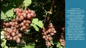 Сорта винограда для Средней полосы России. Часть 3