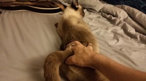 (Short) How To Relieve A Cat In Heat. Finger Cat Butthole, sorta