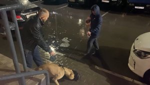 Хозяин собаки, которая покусала ребенка, будет привлечен к ответственности