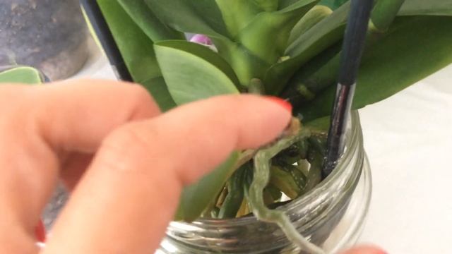 Орхидея в воде,открытая система выращивания. смотреть онлайн