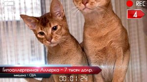 ТОП 10 - САМЫХ ДОРОГИХ КОТОВ