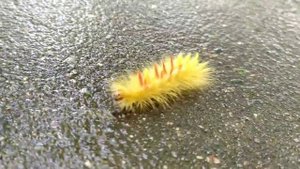 Жёлтая пушистая гусеница