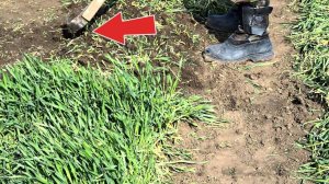 Заделка сидератов в землю в ноябре этим способом заменяет тонну навоза!