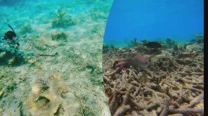 Мальдивы. Снорклинг вокруг острова Thudufushi. Around the island