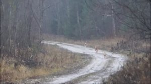 Охота на зайца с русскими гончими Вьюгой Соколова А . и Баяном Шатрова В.