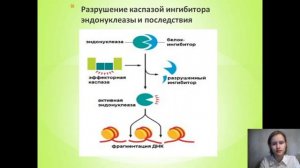 СОВРЕМЕННЫЕ ПРЕДСТАВЛЕНИЯ ОБ АПОПТОЗЕ КЛЕТОК. ПРИЧИНЫ И МЕХАНИЗМЫ АПОПТОЗА