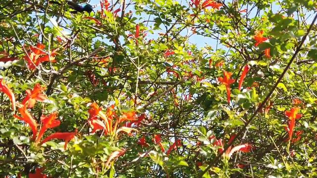 DJI Osmo Pocket медовая птичка (колибри) замедленная съёмка смотреть онлайн