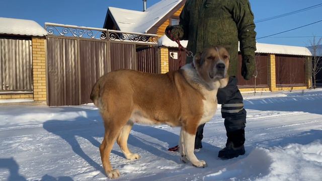 ОГОНЁК (Элька*Довран). БУЛЬДОЗЕРА, ТОПАЗА линии. САО/алабай. РКФ.FCI.+79157787787 Ольга,город Ковро смотреть онлайн