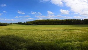 Ветер в поле