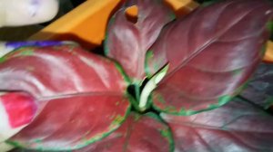 AGLAONEMA BLACK MAROON