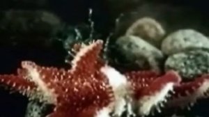 Морские звезды