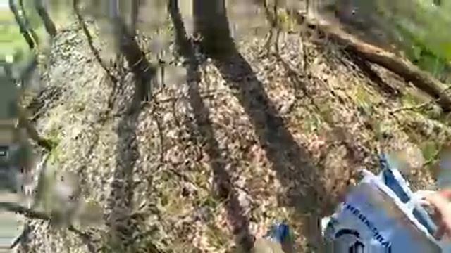 Строчок гигантский и сморчковая шапочка - весенние грибы средней полосы! Сбор и рассказ о грибах! смотреть онлайн