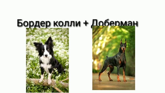 Скрещенные породы собак башня слов. Служебные собаки названия. Породистые служебные собаки. Разновидности служебных собак. Служебные овчарки породы