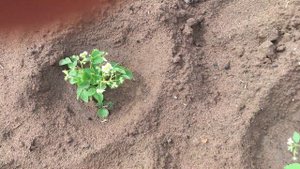 Земляника Альбион и Королева Елизавета из магазина Беккер