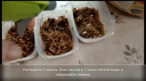 ? Как замочить семена огурцов — 100% всхожесть