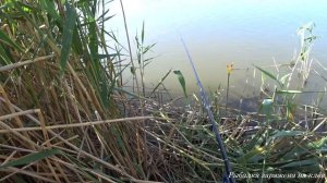 ВСЕХ КАРАСЕЙ ВЫЛОВИЛ В ЭТОМ БОЛОТЕ. Рыбалка на поплавочную удочку. Поставил закидушки. часть1