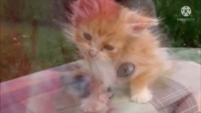 Пушистого котенка бросили в лесу, малыш не побоялся выйти к людям, которые подарили ему второй шанс смотреть онлайн