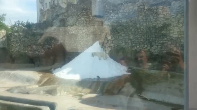 Зоопарк в Москве. Белый развлекается смотреть онлайн