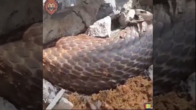 Королевская кобра застряла под руинами#королевская кобра