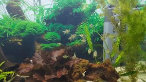 Мальки золотых рыбок третий месяц