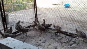 фазаны. Разведение Фазанов.Мой не первый опыт.