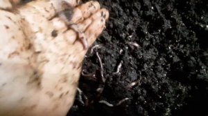 Дендробена Венета. Крупный червь для рыбалки и биогумуса.