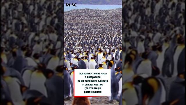 В Антарктиде обнаружили неизвестные колонии пингвинов, наука, Антарктида, пингвины, ИНК, факт