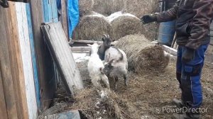 Осеменение  КОЗ /БРАЧНЫЕ ИГРЫ /18+