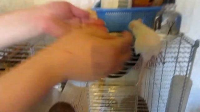 Крысы | В гостях у... Выпуск №2. (Морозовы) смотреть онлайн