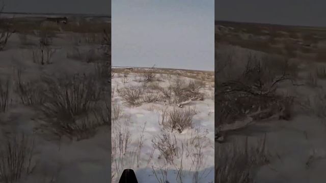 охота на волка. матерый волк#shorts#wolf #hunting #wolf