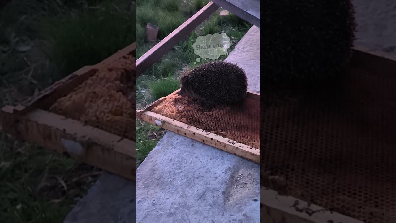 Медоёжик смотреть онлайн