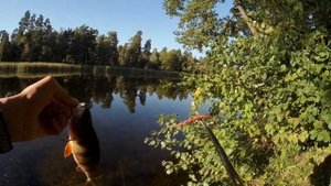 Эта приманка сделала мне рыбалку!!!! Микроджиг в сентябре !