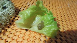 #АХАТИНА ЗАНЗИБАРИКА ЖИВОРОДЯЩАЯ УЛИТКА #ПИТОМНИКМАРИМИСТИК#куплюахатинпродаюулиток#ПРОДАЖААХАТИН