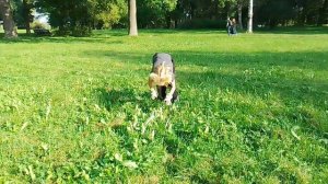 квадробикс