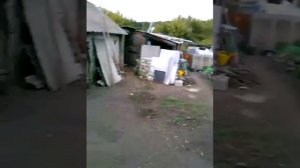 Деревня.коты. куры.