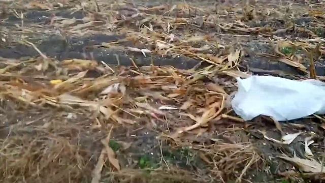 Бесплатные корм для свиней. смотреть онлайн