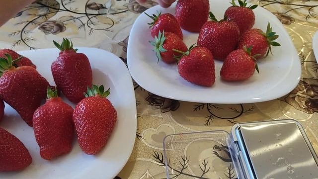 Сравнение трех сортов земляники садовой! смотреть онлайн