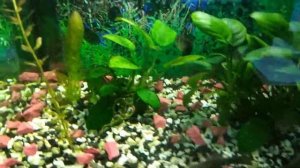 Невероятный красивый аквариум на 30 литров